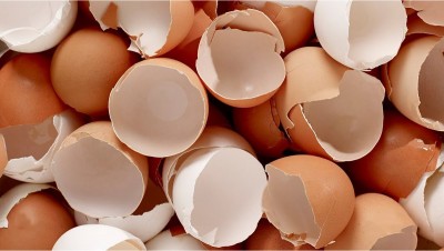 Vỏ trứng gà có tác dụng gì? Các cách sử dụng vỏ trứng gà khiến bạn bất ngờ